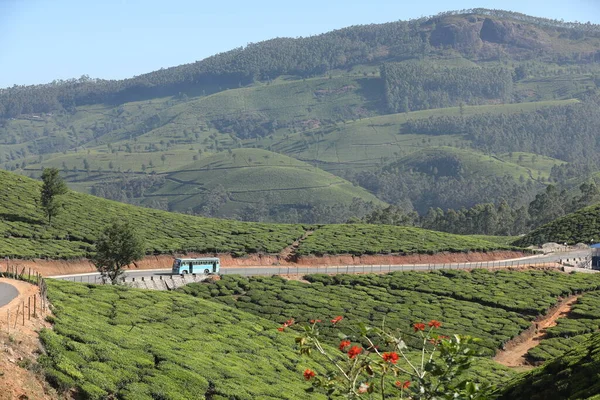 Tea Plantation Foarm Krajina Munnar Kerala Indie — Stock fotografie