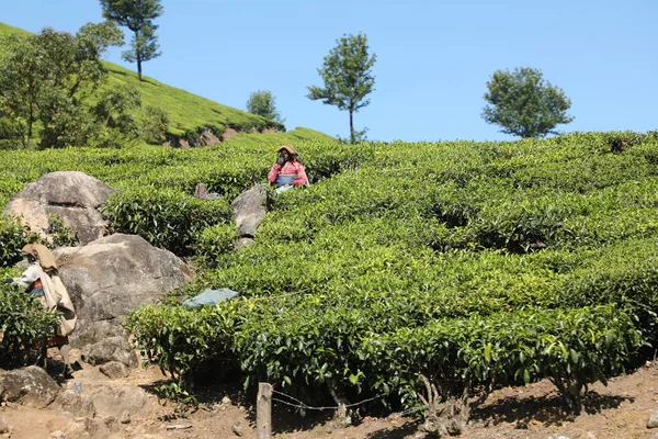 Pracownicy Plantacji Herbaty Foarm Munnar Kerala Indie — Zdjęcie stockowe