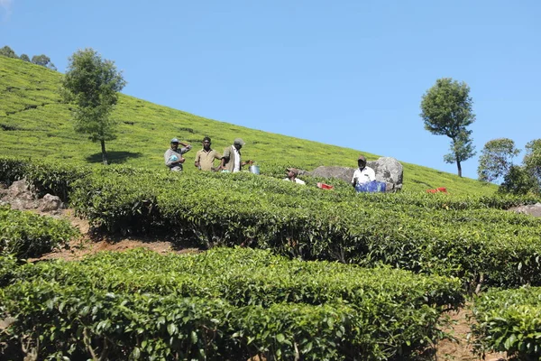 Çay Çiftliği Şçileri Foarm Munnar Kerala Hindistan — Stok fotoğraf
