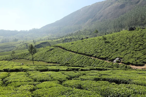 Plantacja Herbaty Foarm Krajobraz Munnar Kerala Indie — Zdjęcie stockowe