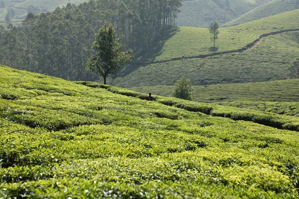 茶园前臂景观Munnar Kerala印度 — 图库照片