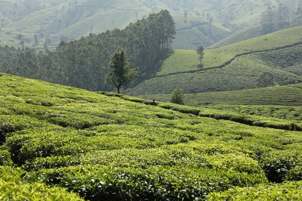 茶园前臂景观Munnar Kerala印度 — 图库照片