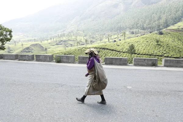 Workers Tea Plantation Foarm Munnar Kerala India — Stock Photo, Image