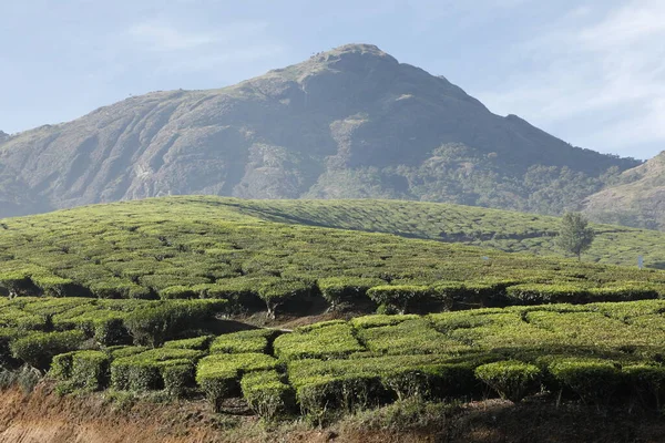 Plantacja Herbaty Foarm Krajobraz Munnar Kerala Indie — Zdjęcie stockowe