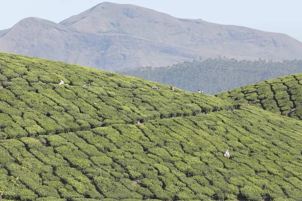 Plantacja Herbaty Foarm Krajobraz Munnar Kerala Indie — Zdjęcie stockowe