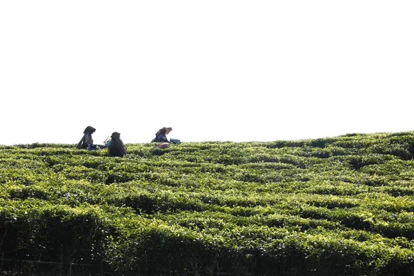Workers Tea Plantation Foarm Munnar Kerala India — Stock Photo, Image