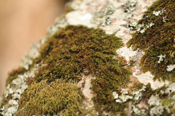 Musgo Árbol — Foto de Stock