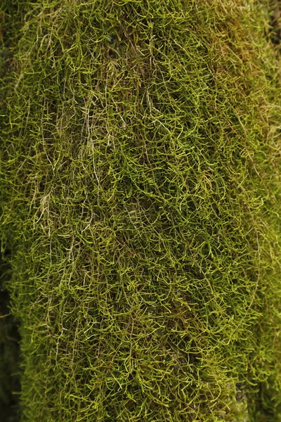 Moss Copac — Fotografie, imagine de stoc