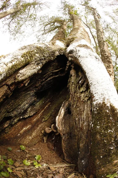 Arbre Tronc Texture Macro Shot — Photo