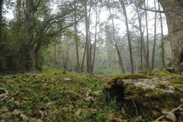 Toeristische Locatie Munnar Kerala India — Stockfoto