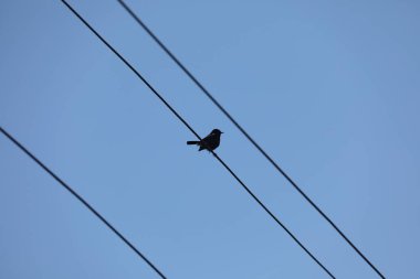 Güç kablosundaki kuş