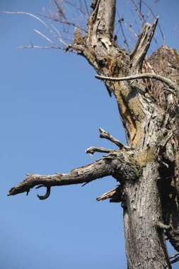 Doğada Kuru Ağaç Gövdesi Dokusu