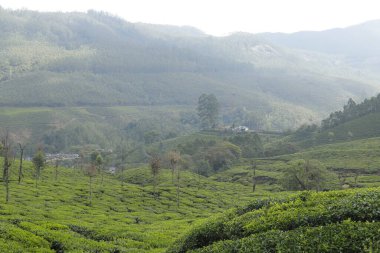 Çay Çiftliği Foarm Manzarası Munnar Kerala Hindistan