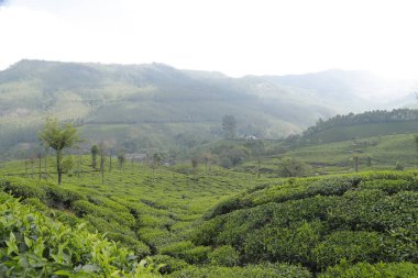 Çay Çiftliği Foarm Manzarası Munnar Kerala Hindistan