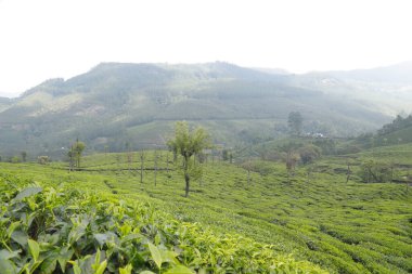 Çay Çiftliği Foarm Manzarası Munnar Kerala Hindistan