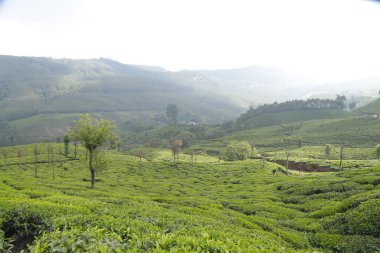 Çay Çiftliği Foarm Manzarası Munnar Kerala Hindistan