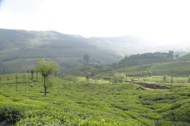 Çay Çiftliği Foarm Manzarası Munnar Kerala Hindistan