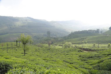 Çay Çiftliği Foarm Manzarası Munnar Kerala Hindistan