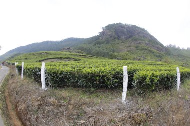 Çay Çiftliği Foarm Manzarası Munnar Kerala Hindistan