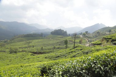 Çay Çiftliği Foarm Manzarası Munnar Kerala Hindistan