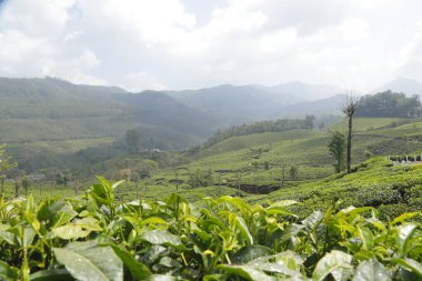 Çay Çiftliği Foarm Manzarası Munnar Kerala Hindistan