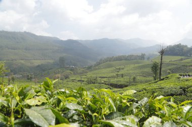 Çay Çiftliği Foarm Manzarası Munnar Kerala Hindistan
