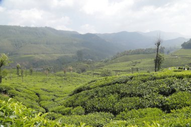 Çay Çiftliği Foarm Manzarası Munnar Kerala Hindistan