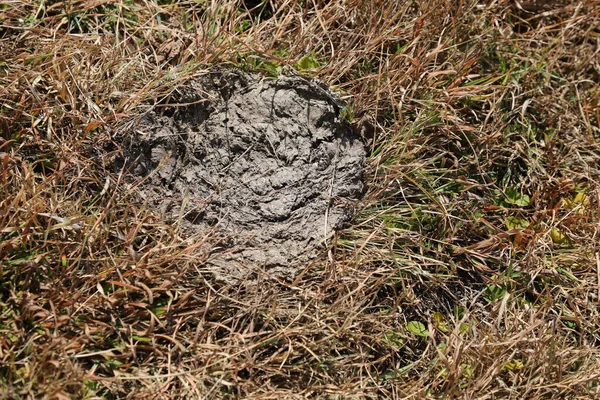 Kuh Auf Feldern Verendet — Stockfoto