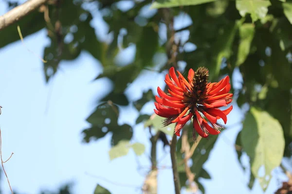 Plantas Medicadas Indianas Flores — Fotografia de Stock