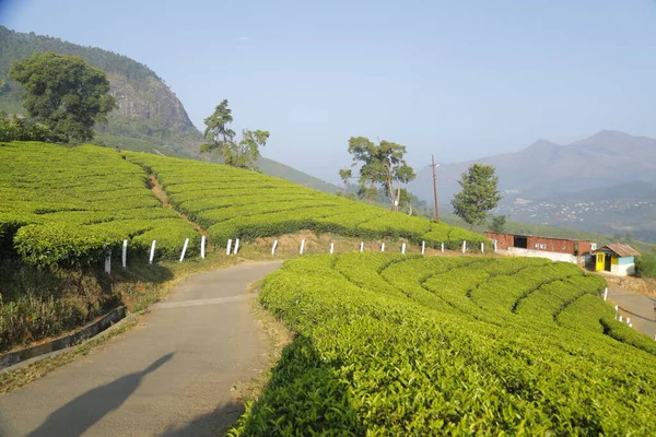 Teeplantage Foarm Landschaft Munnar Kerala Indien — Stockfoto