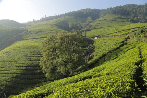 茶园前臂景观Munnar Kerala印度 — 图库照片