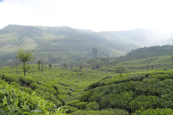 Çay Çiftliği Foarm Manzarası Munnar Kerala Hindistan — Stok fotoğraf