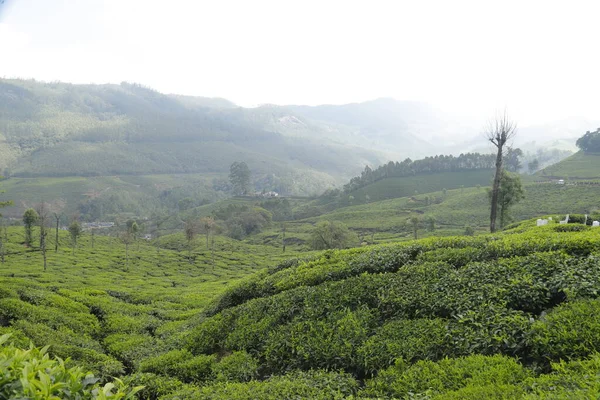Τσάι Plantation Foarm Τοπίο Munnar Kerala Ινδία — Φωτογραφία Αρχείου