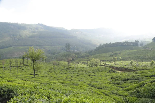 Çay Çiftliği Foarm Manzarası Munnar Kerala Hindistan — Stok fotoğraf