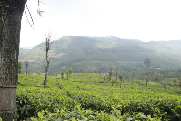 Chá Plantation Foarm Paisagem Munnar Kerala Índia — Fotografia de Stock