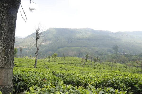 Çay Çiftliği Foarm Manzarası Munnar Kerala Hindistan — Stok fotoğraf