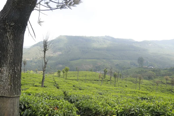 Thé Plantation Foarm Paysage Munnar Kerala Inde — Photo