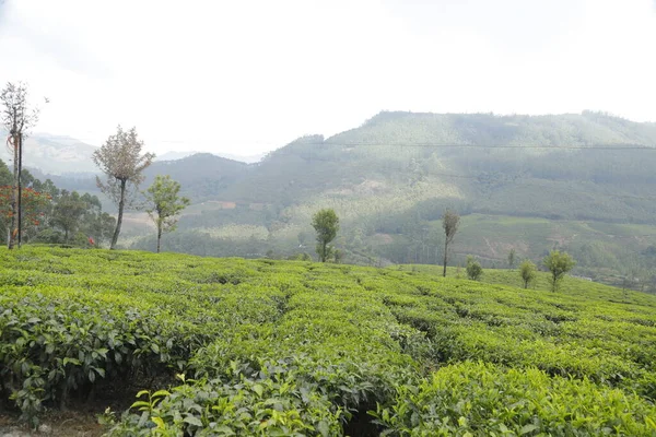 Τσάι Plantation Foarm Τοπίο Munnar Kerala Ινδία — Φωτογραφία Αρχείου