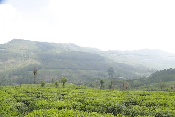 Tea Plantation Foarm Landscape Munnar Kerala India — 스톡 사진