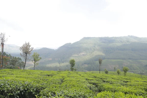 Çay Çiftliği Foarm Manzarası Munnar Kerala Hindistan — Stok fotoğraf
