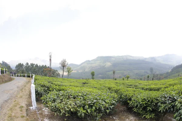 Tea Plantation Foarm Landscape Munnar Kerala India — Stock Photo, Image