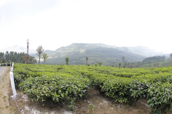 Τσάι Plantation Foarm Τοπίο Munnar Kerala Ινδία — Φωτογραφία Αρχείου