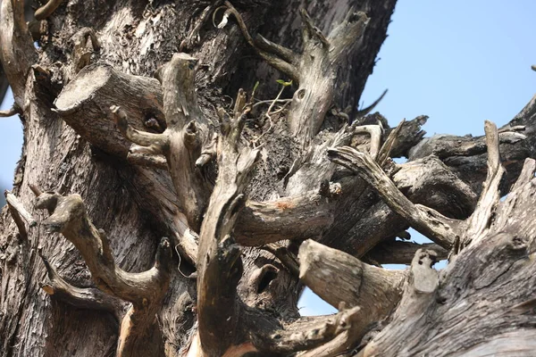 Struttura Del Tronco Albero Asciutto Natura — Foto Stock