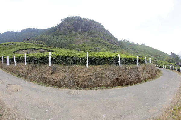 Teeplantage Foarm Landschaft Munnar Kerala Indien — Stockfoto