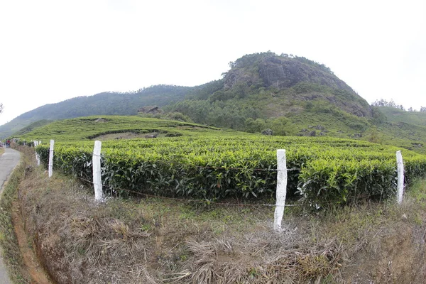 Piantagione Foarm Paesaggio Munnar Kerala India — Foto Stock