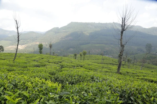 Teeplantage Foarm Landschaft Munnar Kerala Indien — Stockfoto