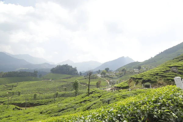 Plantacja Herbaty Foarm Krajobraz Munnar Kerala Indie — Zdjęcie stockowe