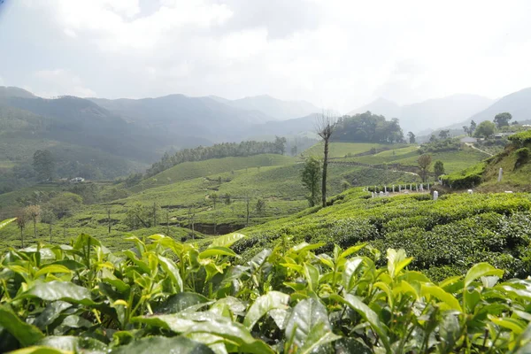 Τσάι Plantation Foarm Τοπίο Munnar Kerala Ινδία — Φωτογραφία Αρχείου