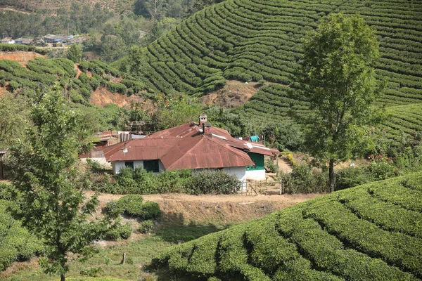 Teeplantage Foarm Landschaft Munnar Kerala Indien — Stockfoto