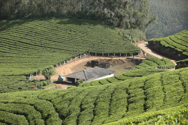 茶园前臂景观Munnar Kerala印度 — 图库照片